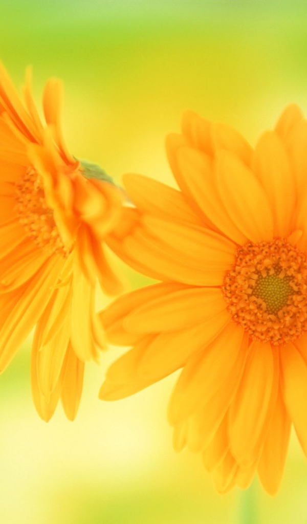 Желтые цветы в подарок любимой