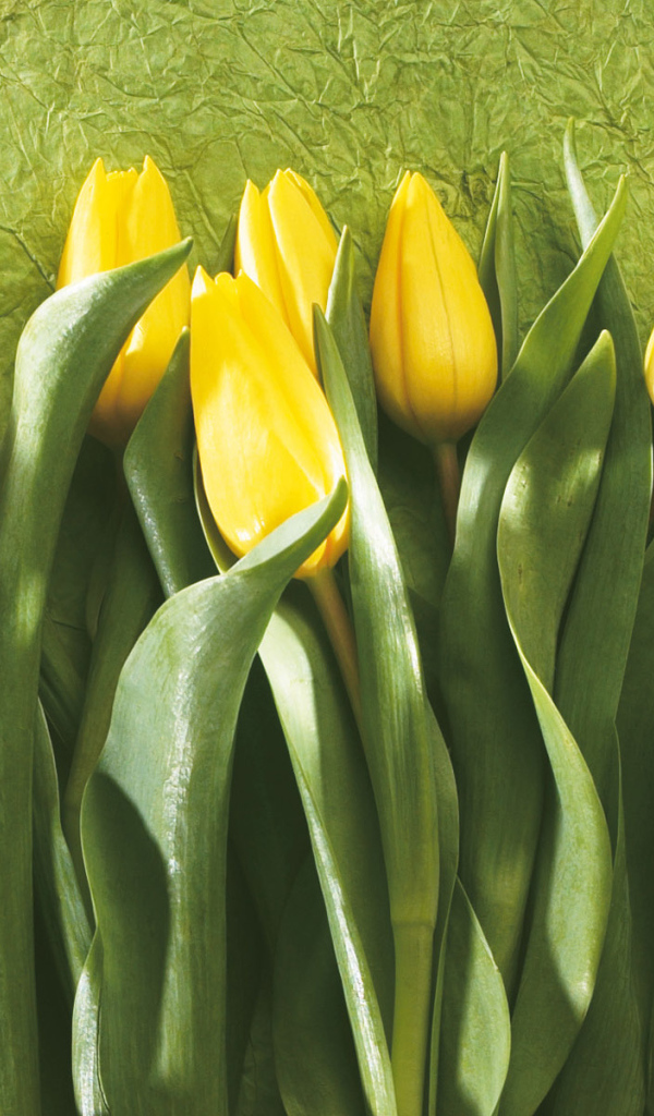 Желтые тюльпаны