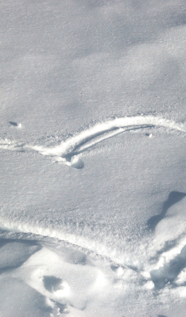 След на снегу