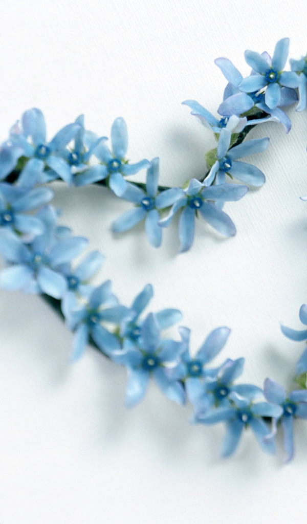 Сердечко из голубых цветов