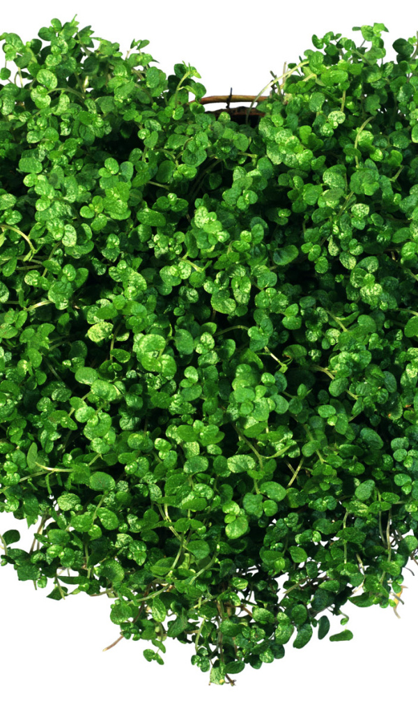 Сердечко из зелени