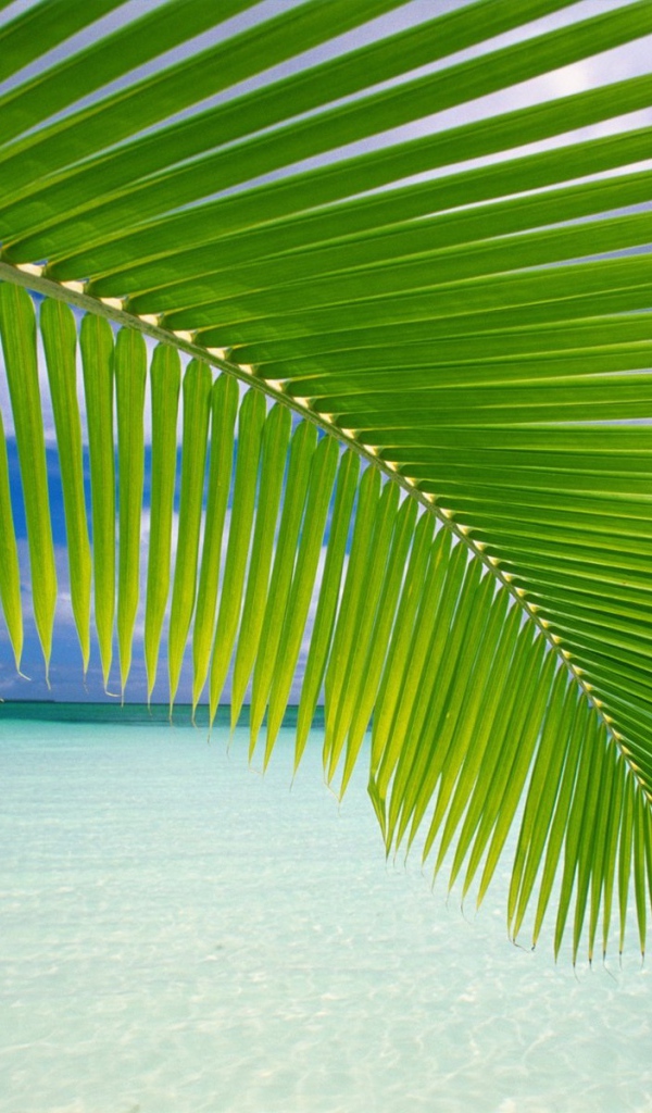 Пальмовая ветвь