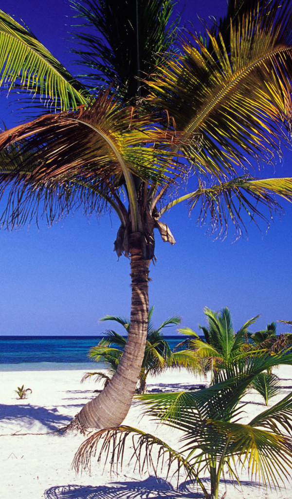 Пальма пляж