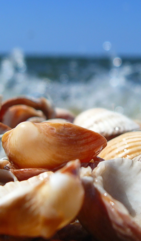 Морские ракушки