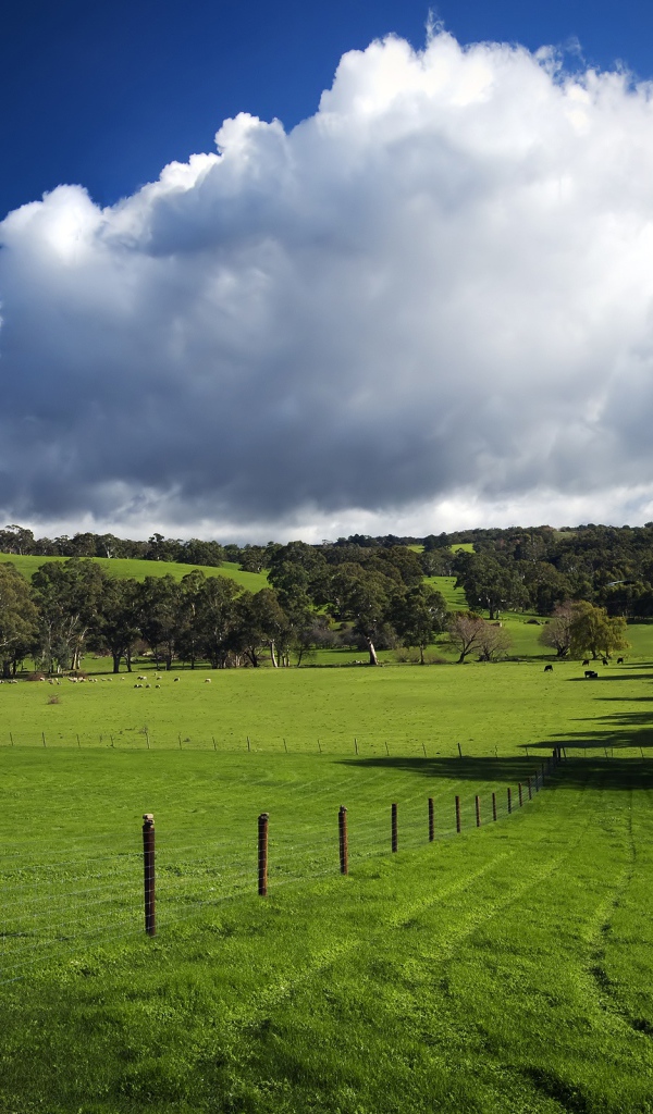 Красивое зеленое поле