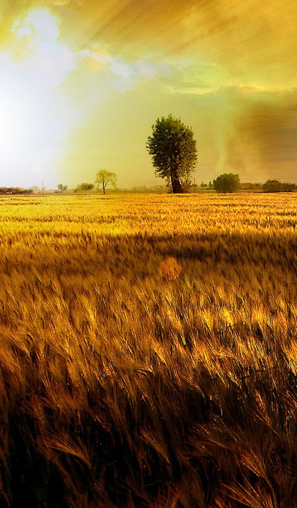 Золотое поле