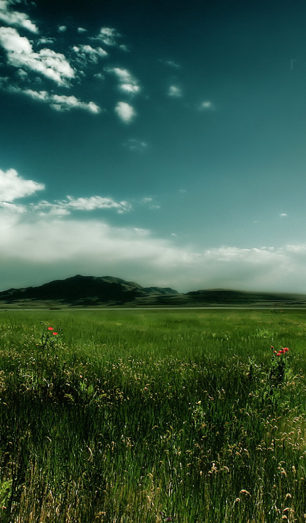 Зеленое поле