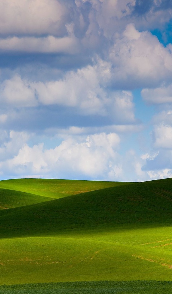 Зеленое летнее поле