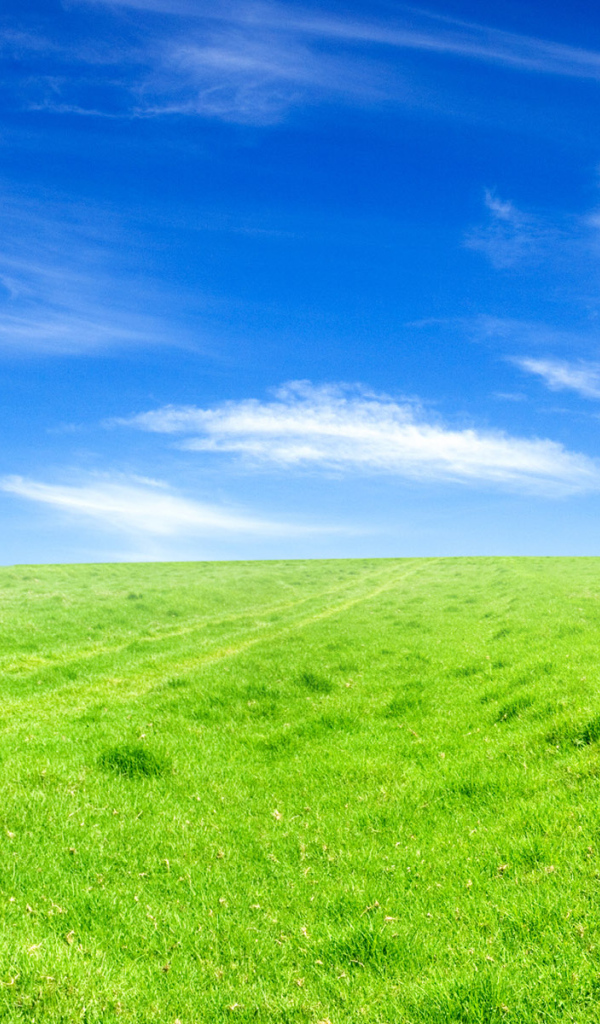 Зеленое поле под голубым небом