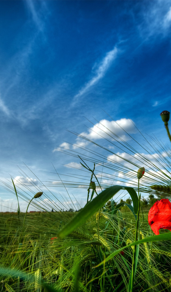 На зеленой полянке