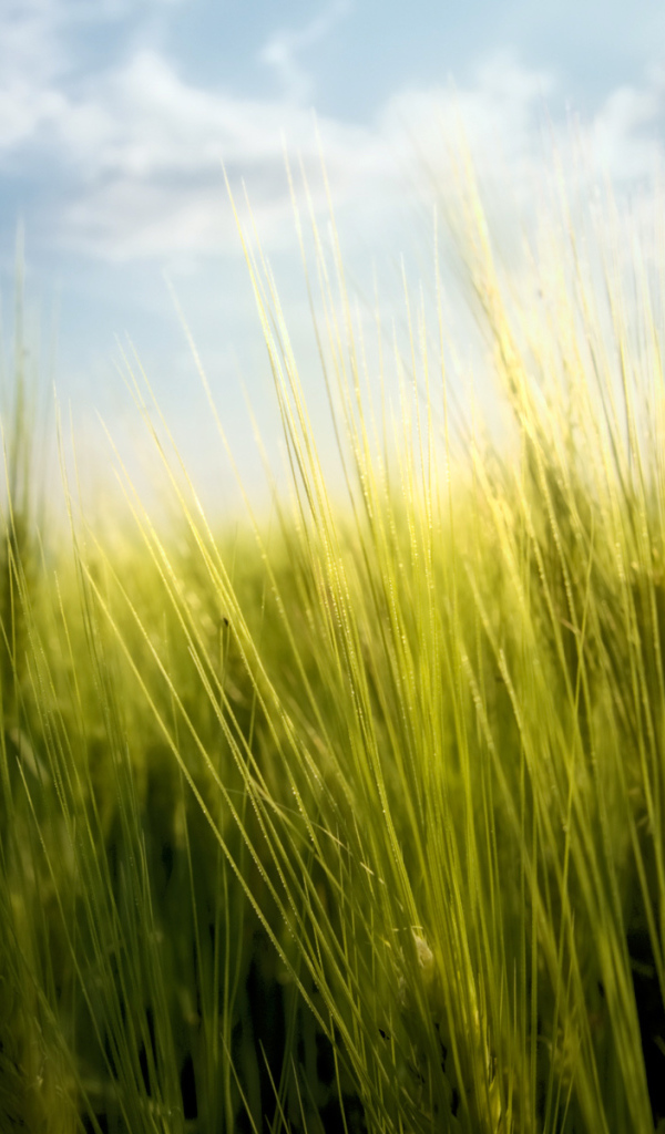 Весенние травинки