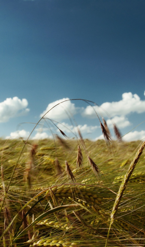 Солнечный день на поле