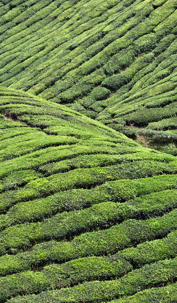 Чайные плантации