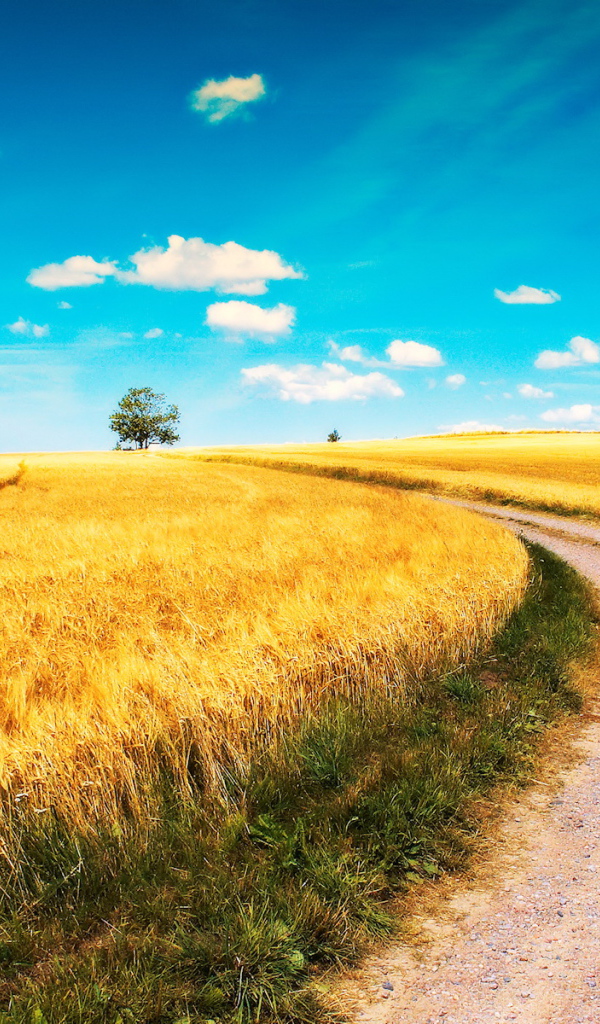 Дорога среди полей