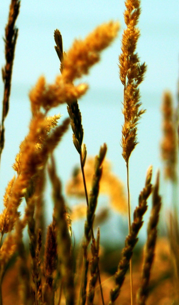 Полевые колоски