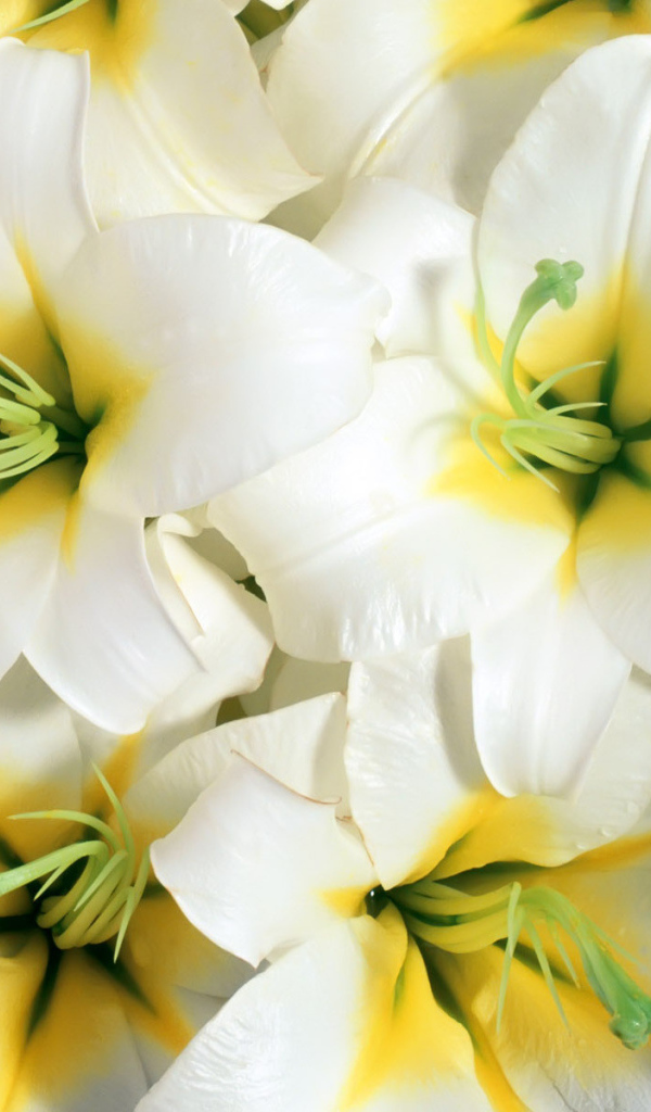 Красивые цветы