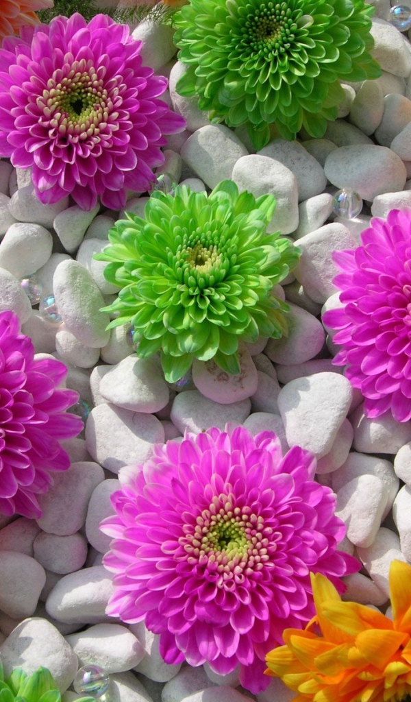 Красивые цветы