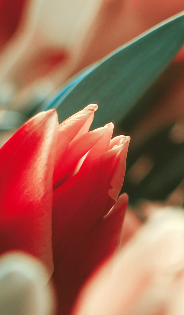 Красивый тюльпан