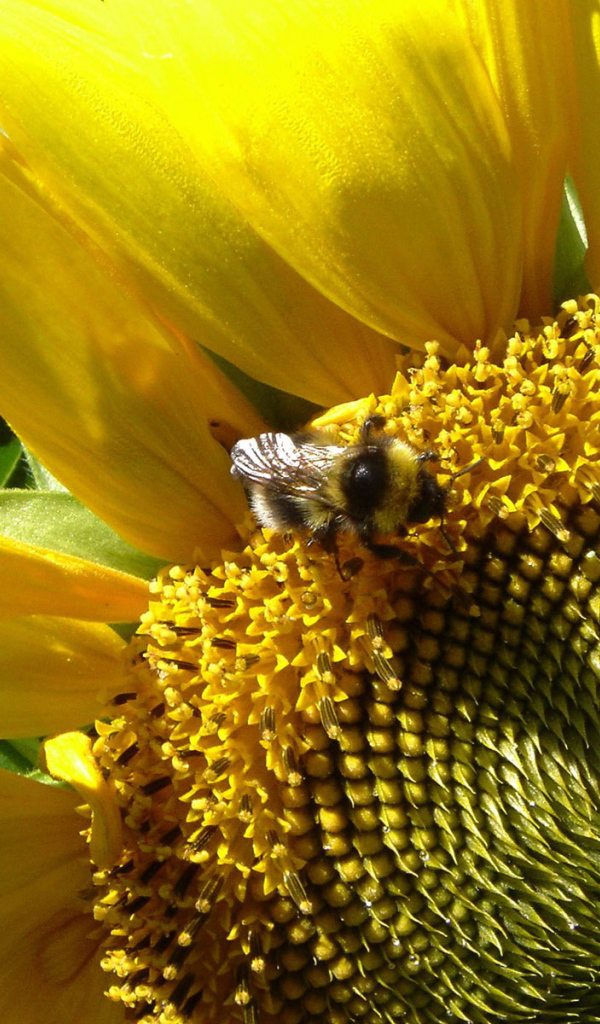 Цветущий подсолнух