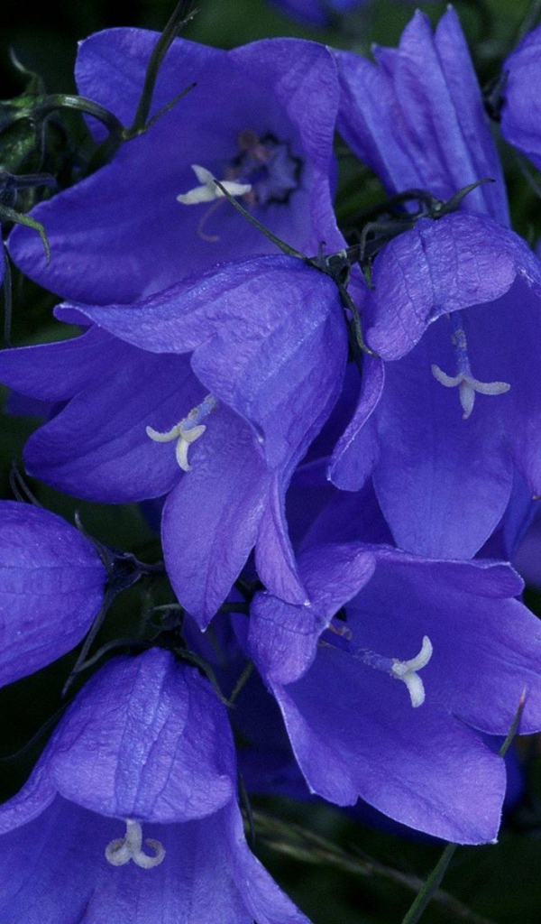 Синие колокольчики