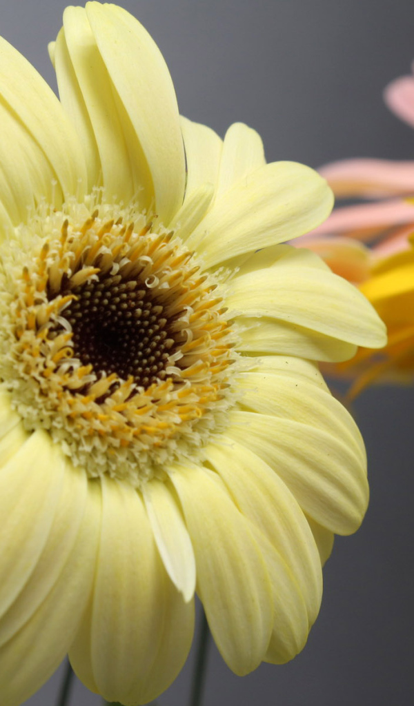 Превосходные цветы