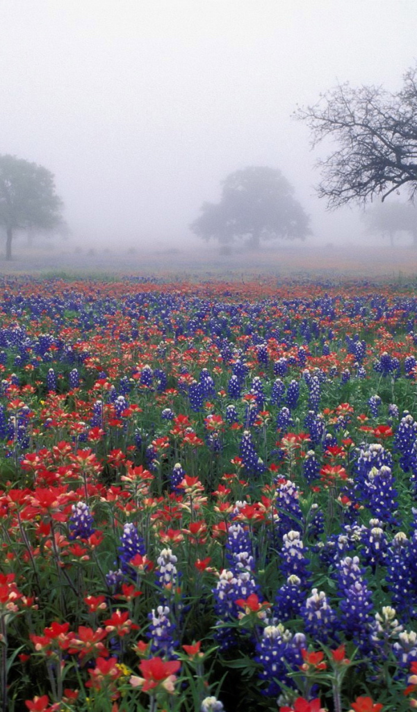 Полевые цветы в тумане