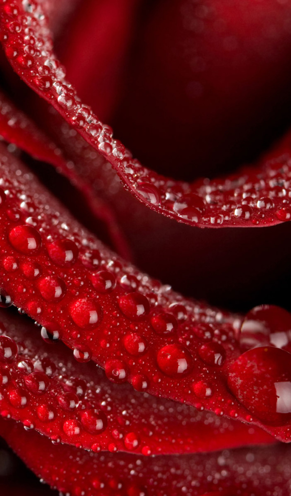 Цветок любви Роза