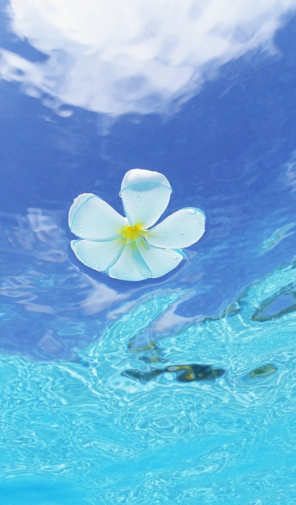 Цветок в воде