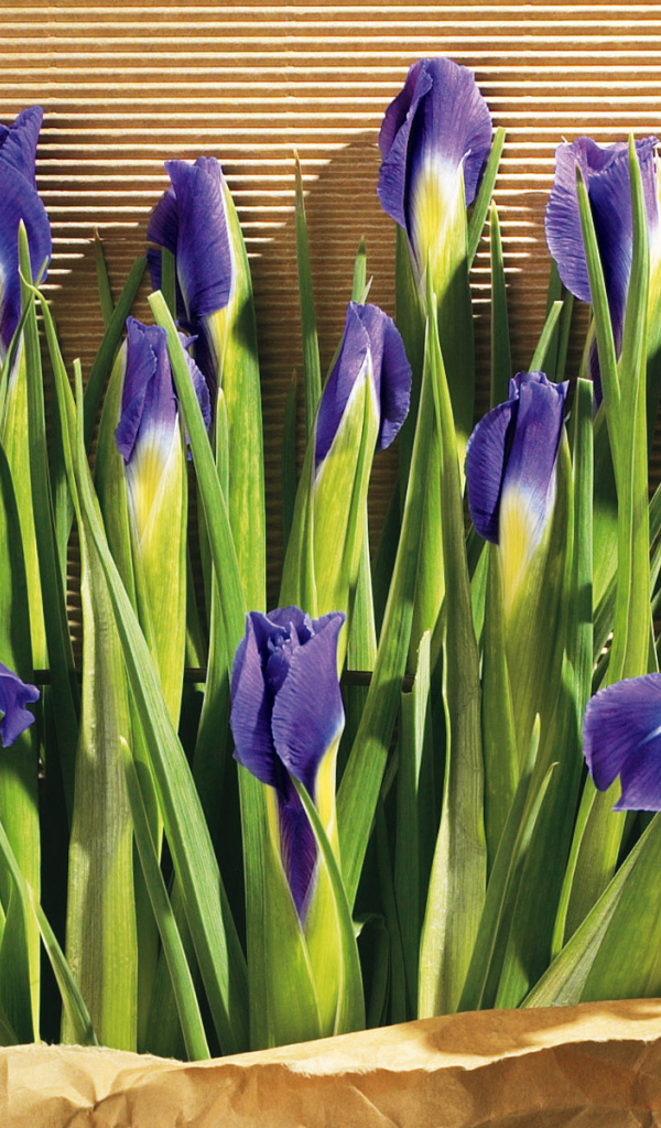 Цветы в подарок