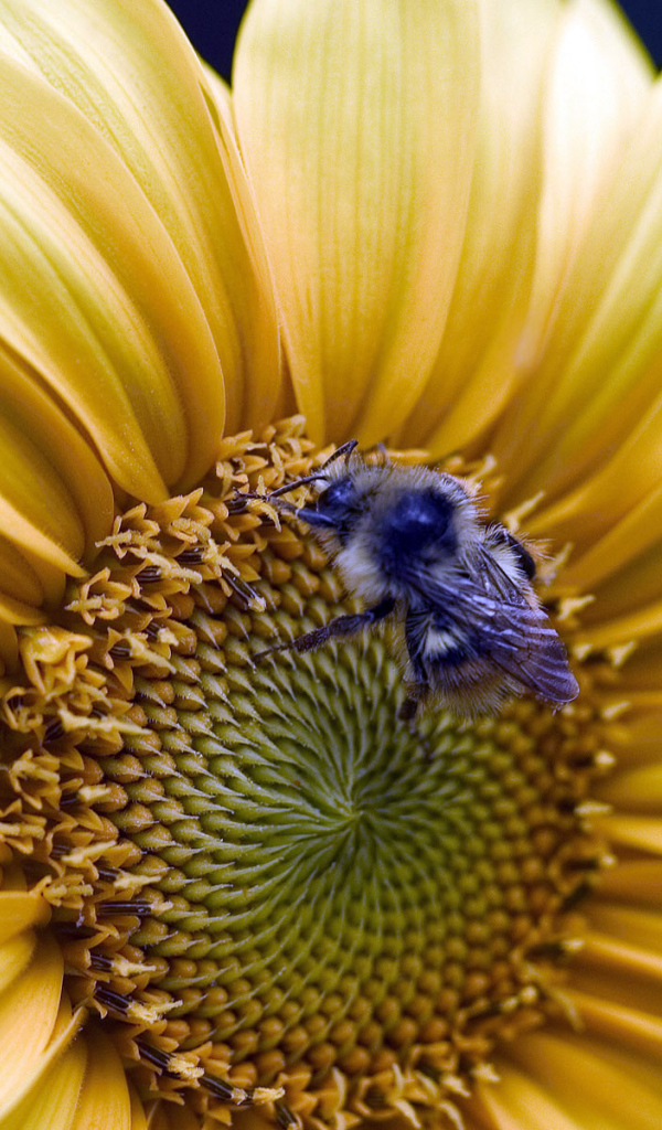 Золотой подсолнух