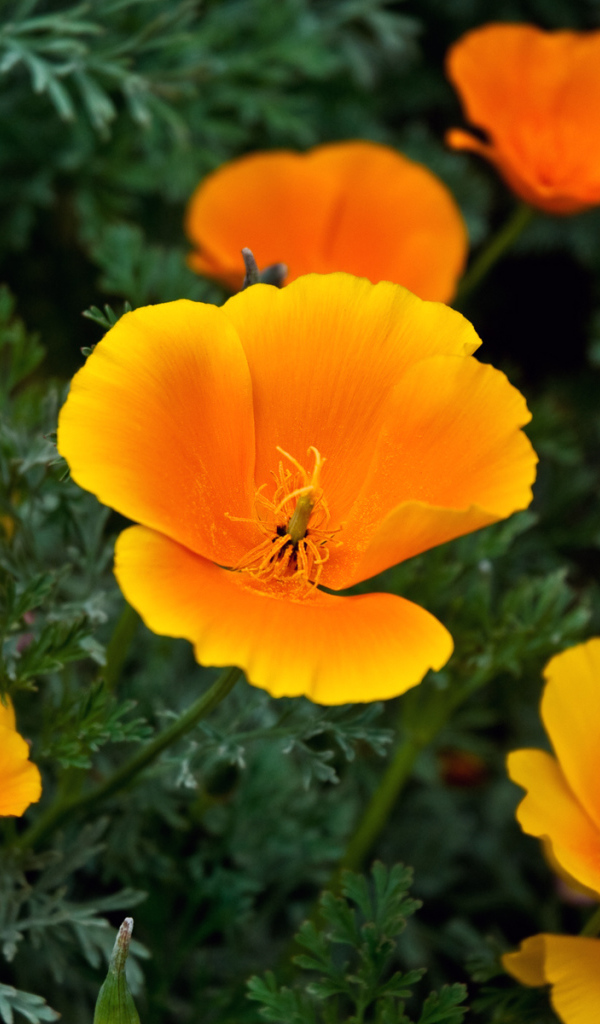 Золотые лепестки