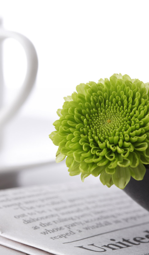 Зеленые цветы