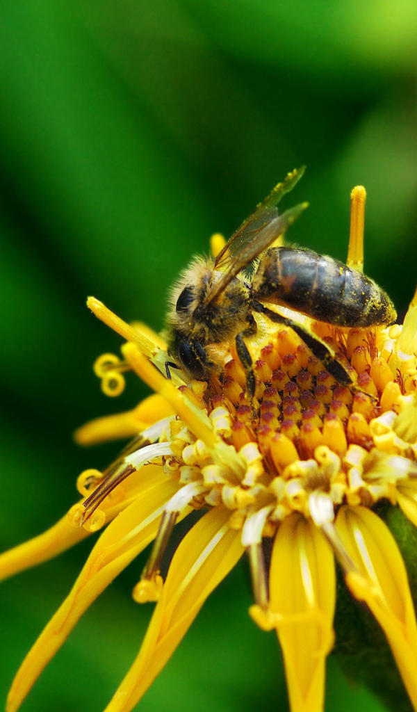 Насекомое на цветке