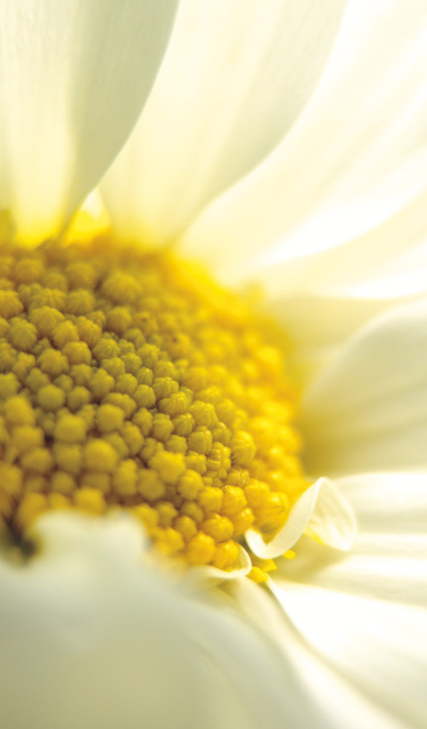 Большая ромашка