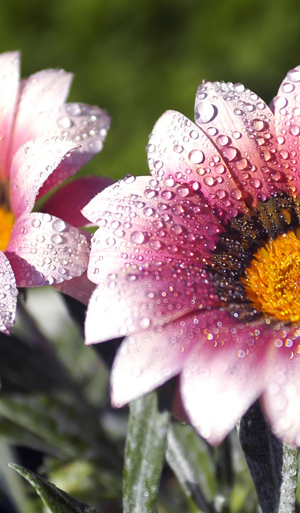 Утренняя роса