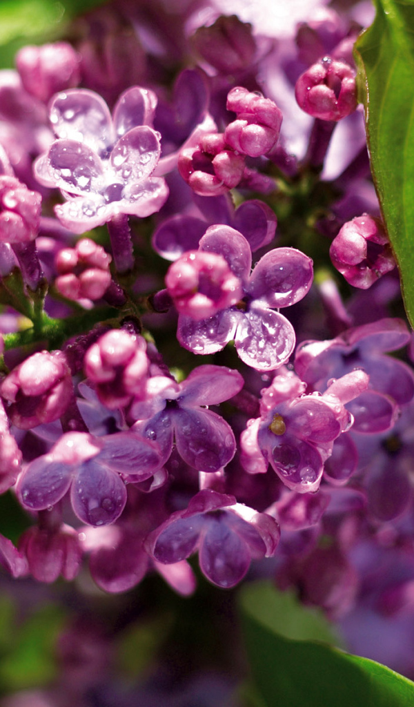 Одинокая ветка сирени