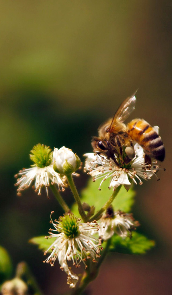 Весенние цветы
