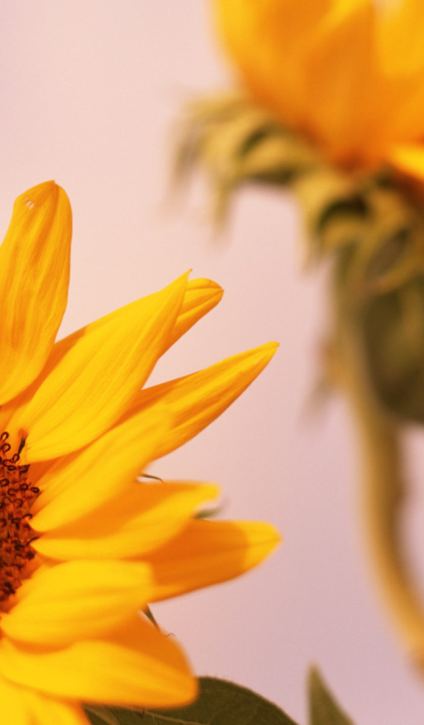 Цветы солнца