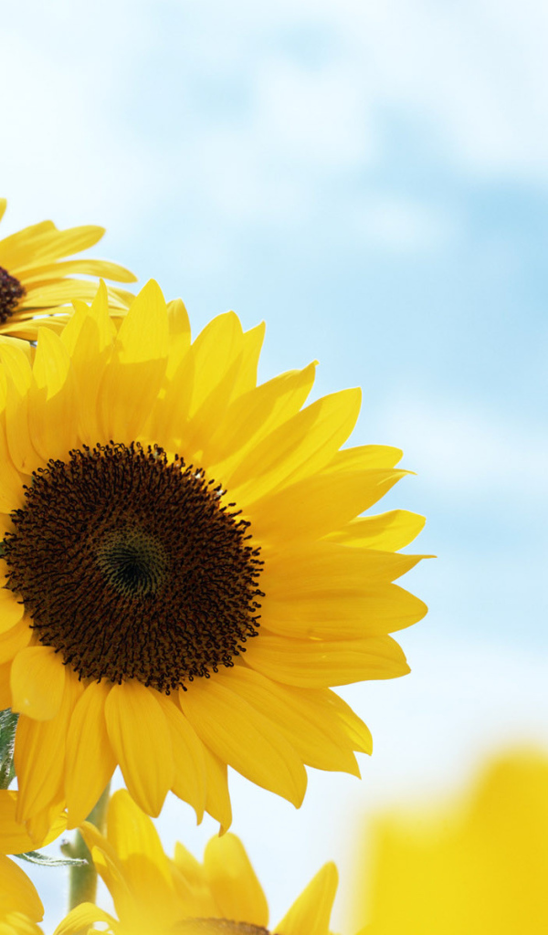 Подсолнечник