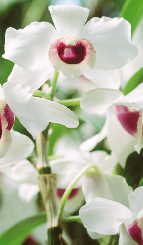 Запах красивых цветов