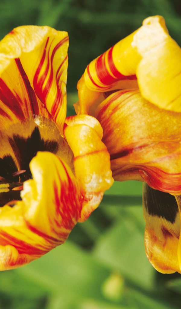 Тигровые цветы