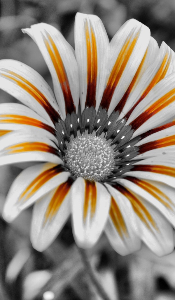 Тигровый цветок