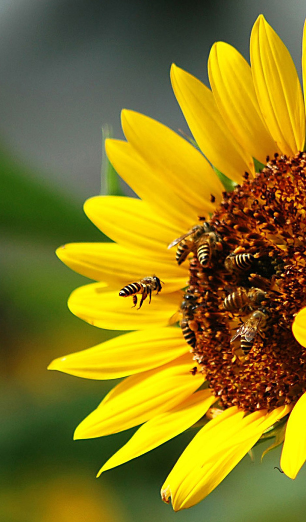 Осы и подсолнух