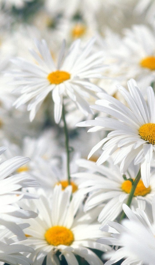 Белые ромашки
