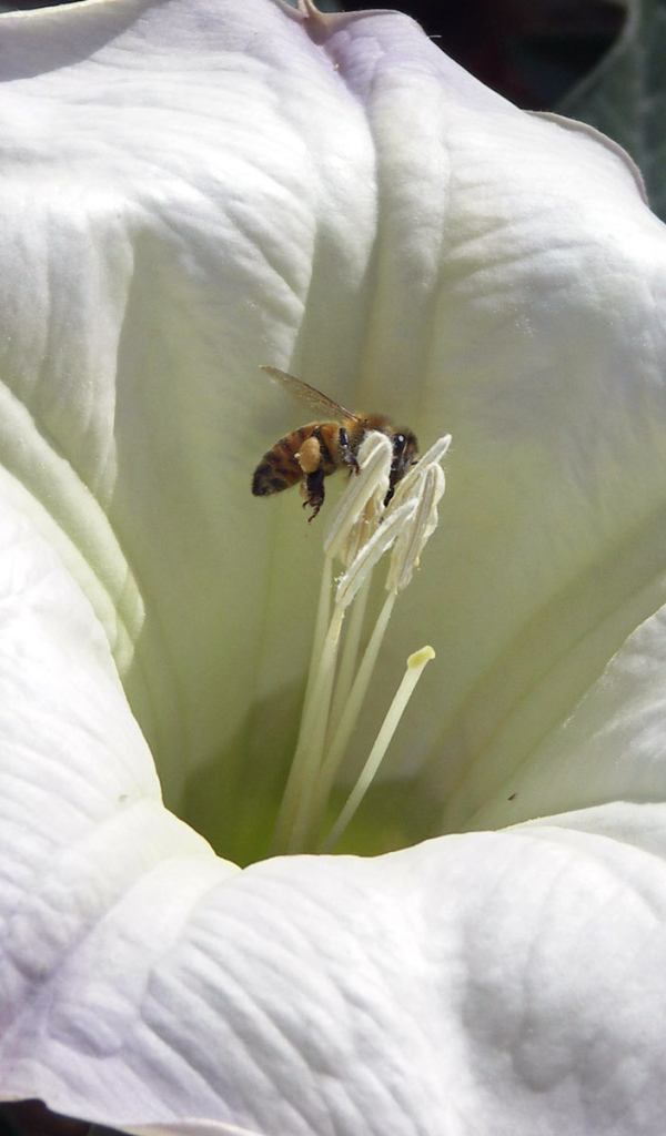 Белый цветок