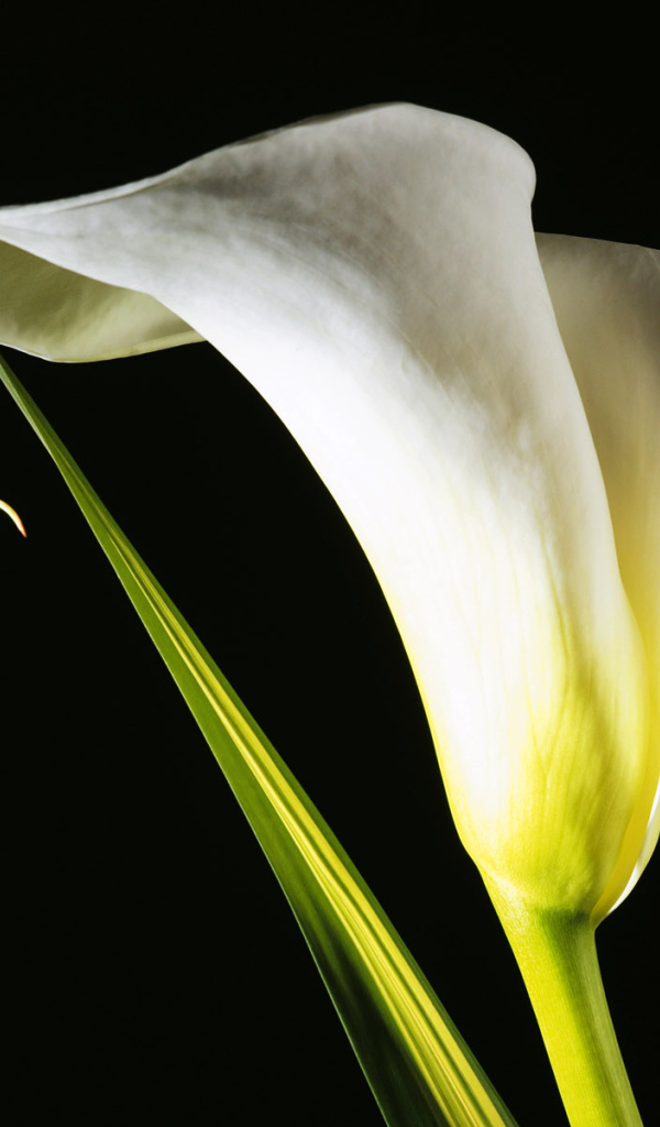 Белый цветок