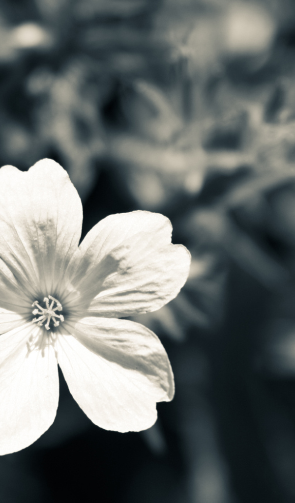 Белый цветок