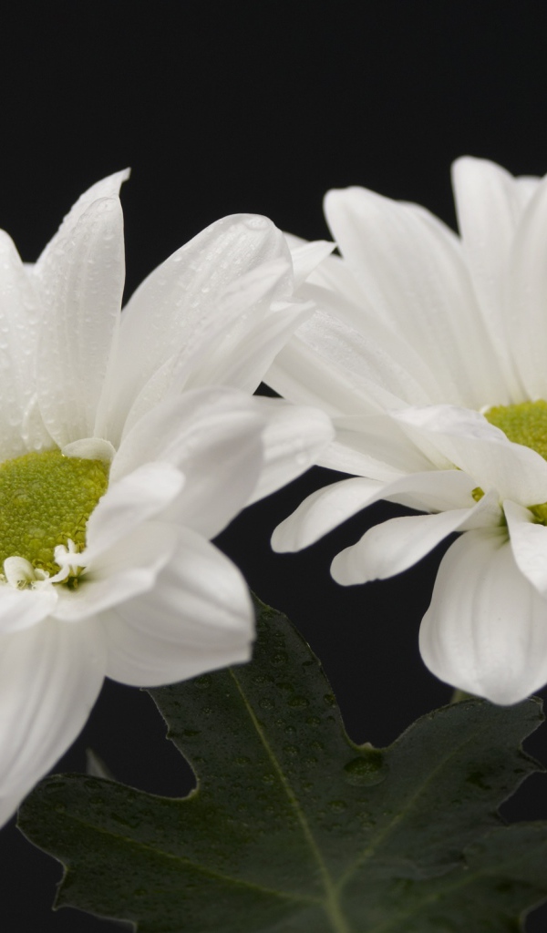 Белые цветы