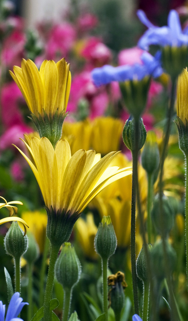 Желтые цветы