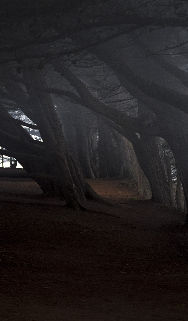 На краю темного леса